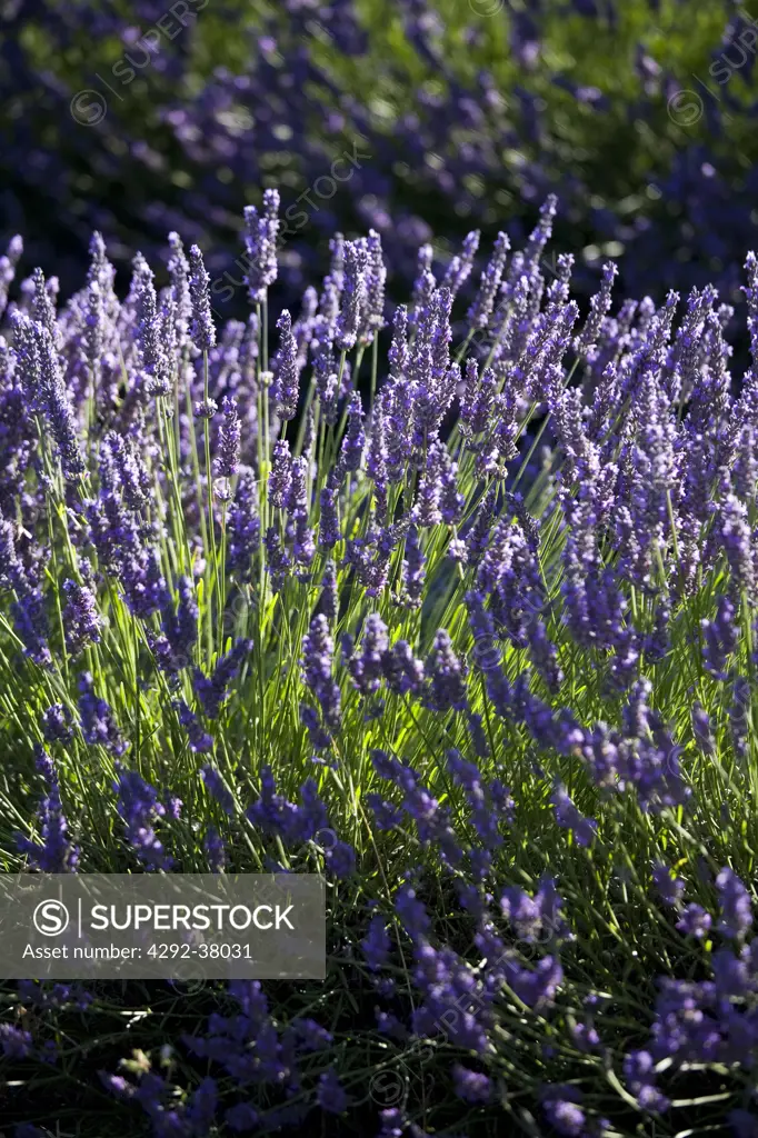 France, Provence, Lavender Fields.
