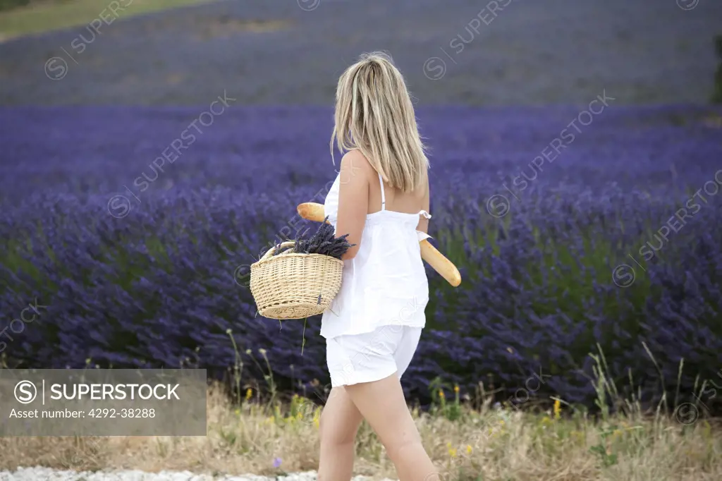 France, Provence. Woman walking by  lavender field