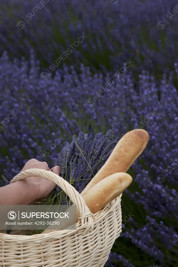 France, Provence. Woman in lavender field