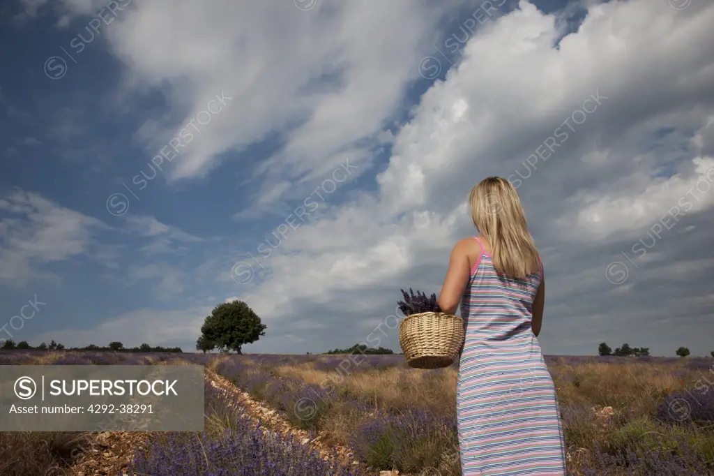 France, Provence. Woman walking in lavender field