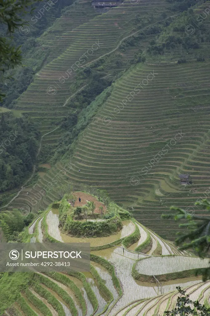 China, Guangxi Province, Guilin, Longsheng terraced ricefields