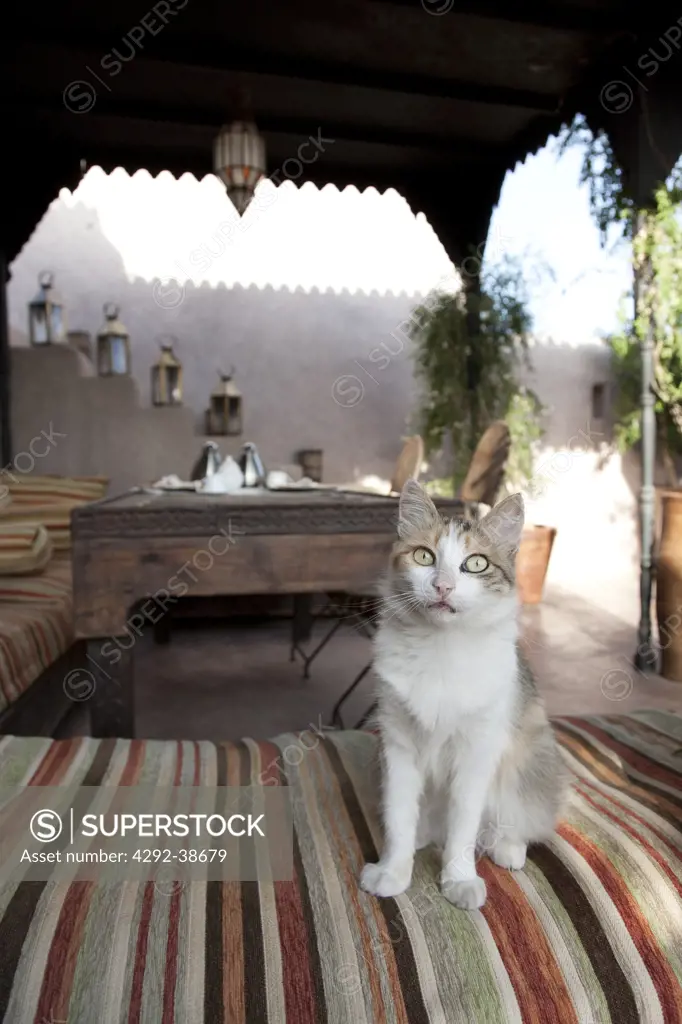 Morocco, Marrakech, cat's portrait on sofa