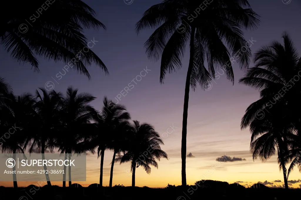 Usa, Florida, Miami Beach, Ocean Drive, Lummus Park at sunrise