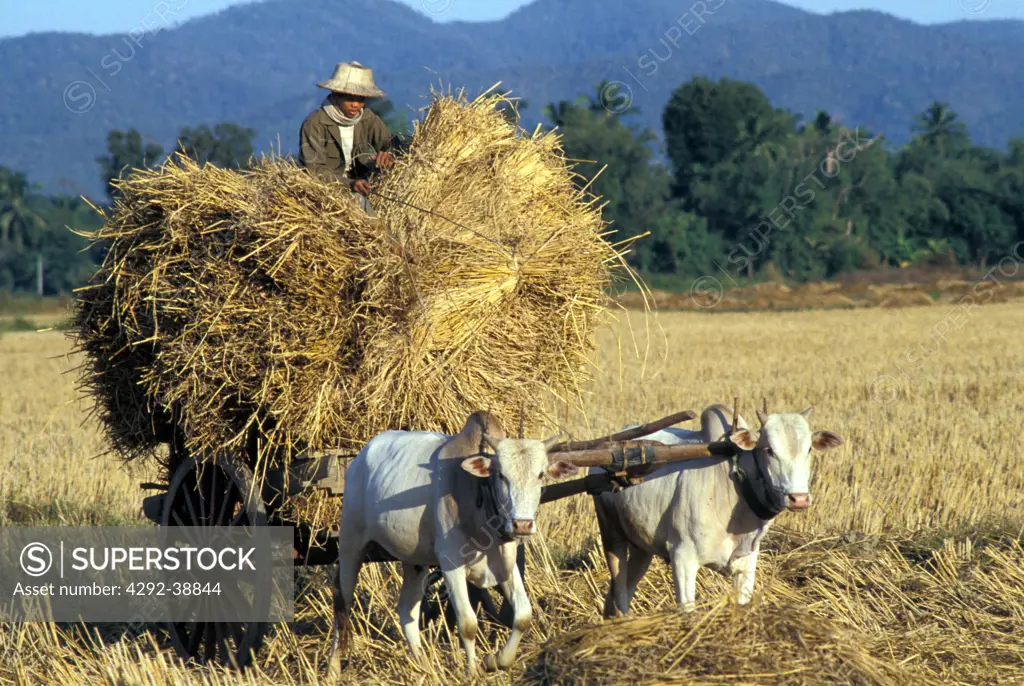 Agriculture, Thailand, rice threshing