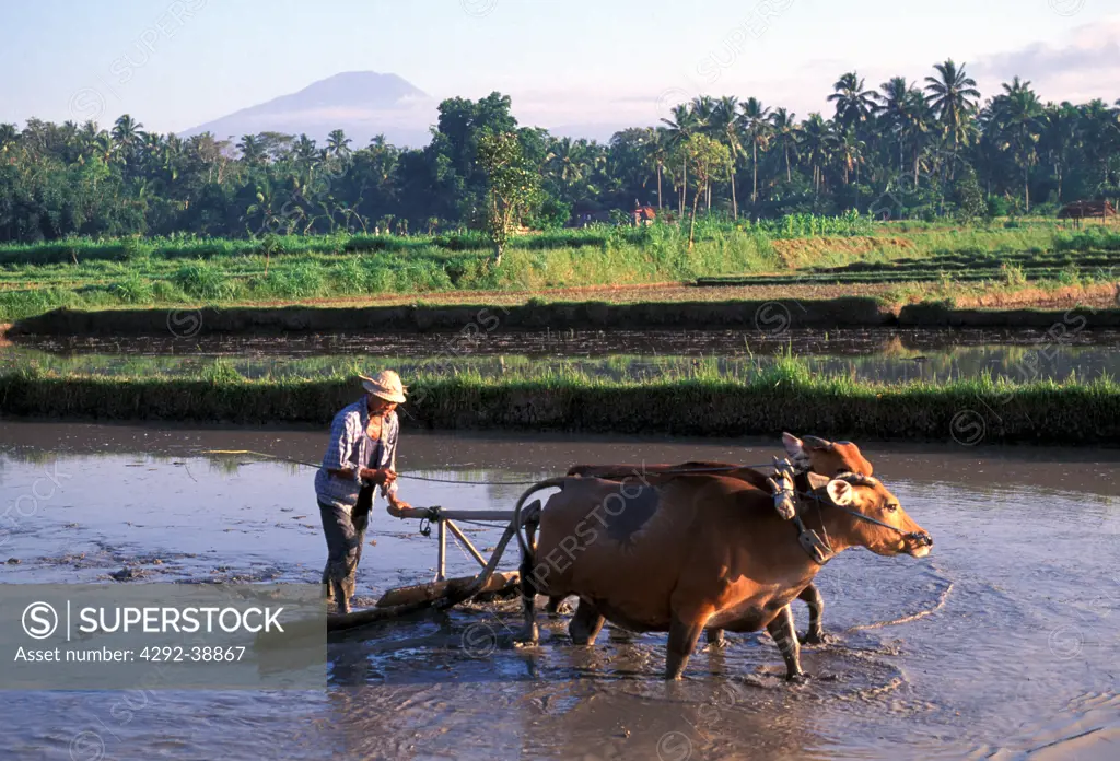 Indonesia, Bali, Tabanan, Ploughing