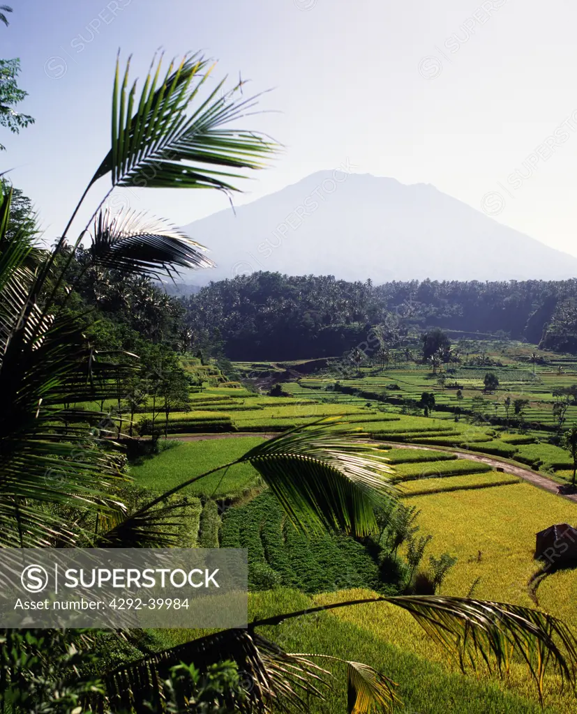 Rice terrace. Bali, Indonesia.