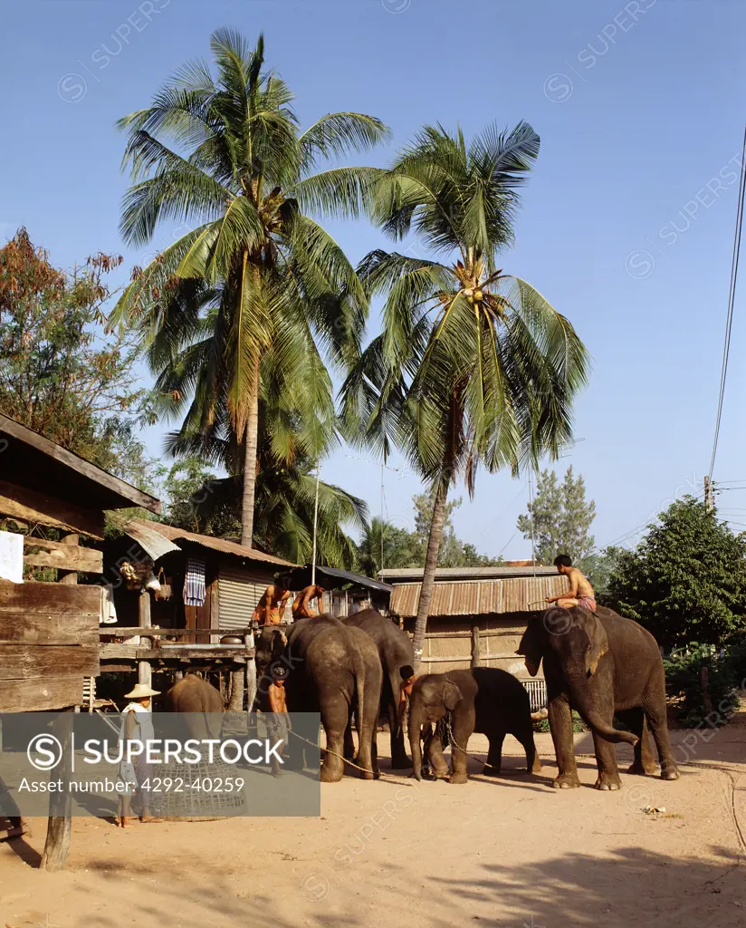 Elephants in a village. Northeast Thailand.