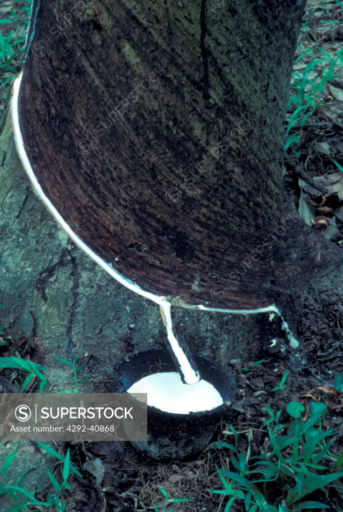 Rubber being tapped from a tree, Malaysia