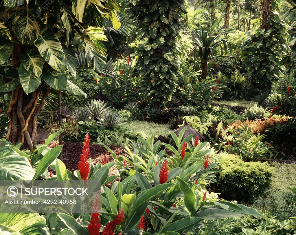 Indonesia, Bali, tropical garden