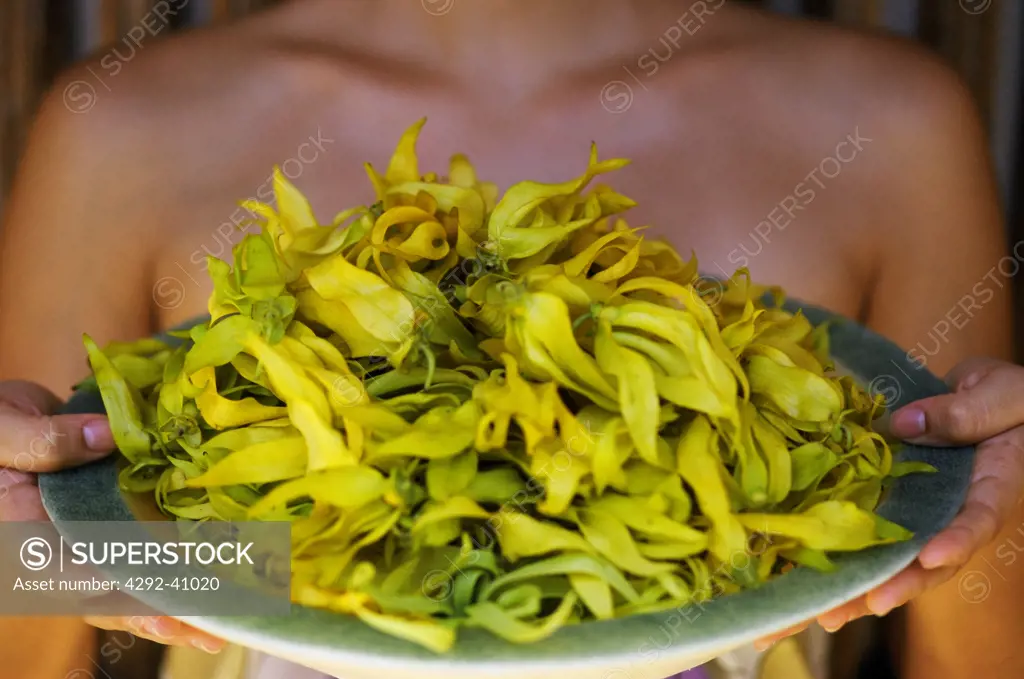 Ylang Ylang flowers- Cananga Odorata