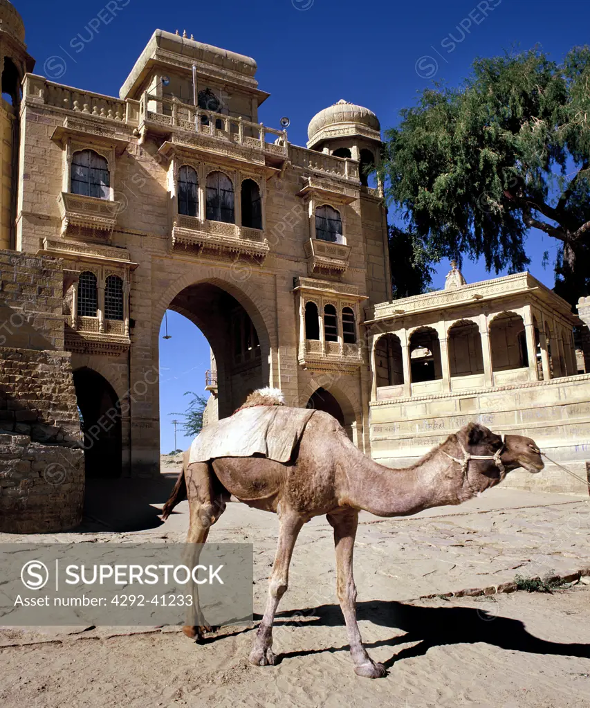 Jaisalmer, Rajastan, India.A camel by the gate of the old city