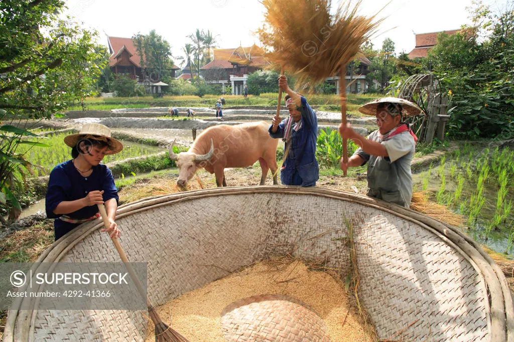 Myanmar, farmers working on rice fields