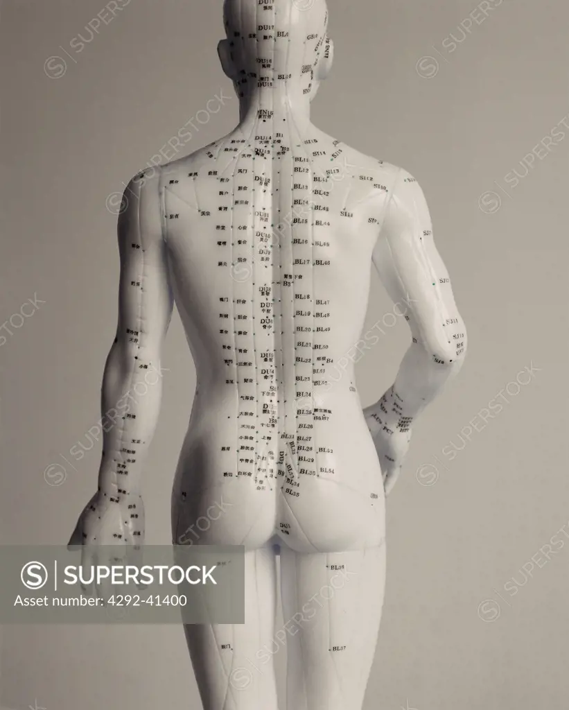 Model showing acupuncture points on the body