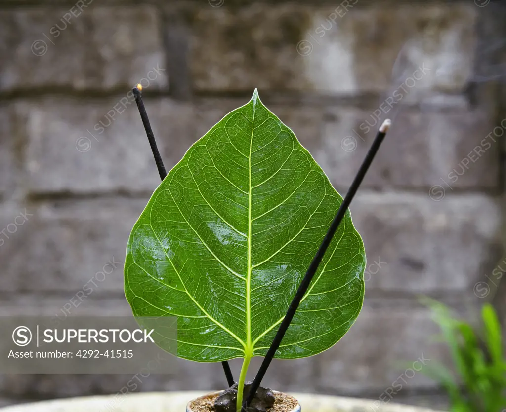 Incense sticks and leaf