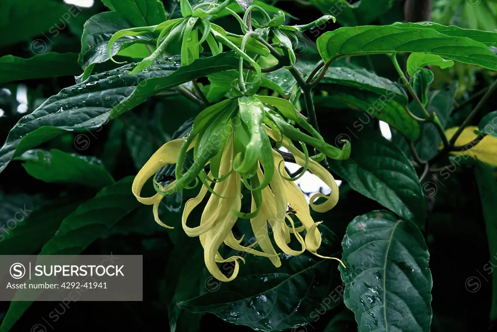 Ylang Ylang flowers- Cananga Odorata