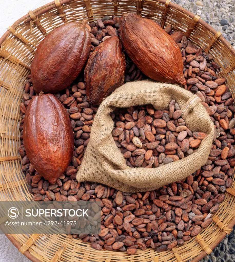 Cacao nuts