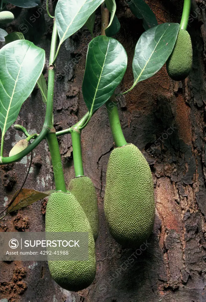 Tropical plant, jackfruit (artocarpus heterolophyllus)