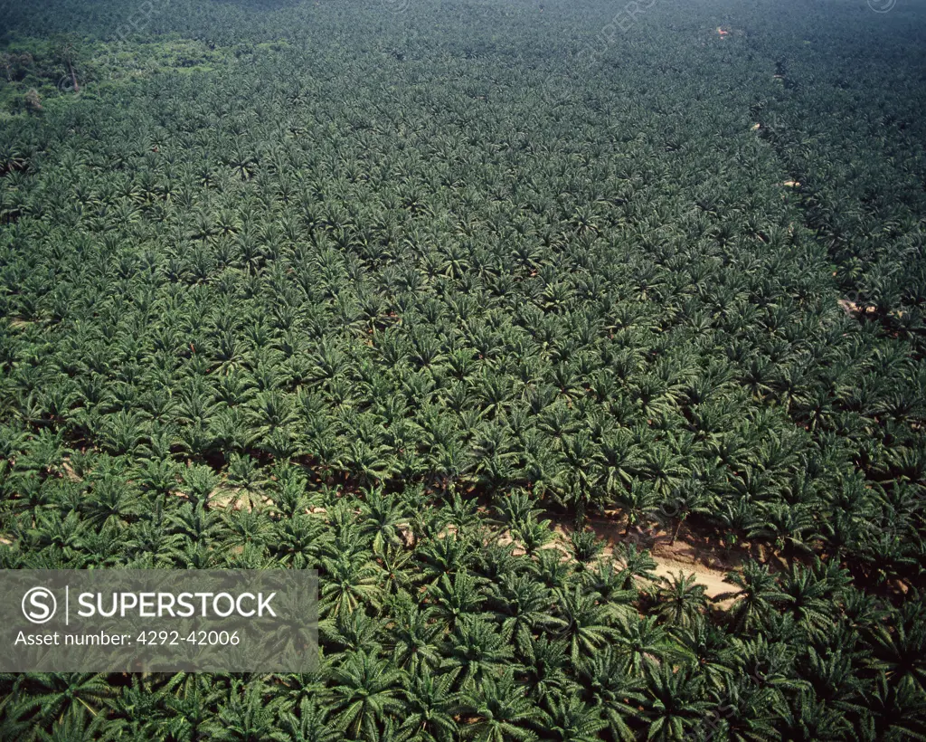 Oil palm plantation, Malaysia