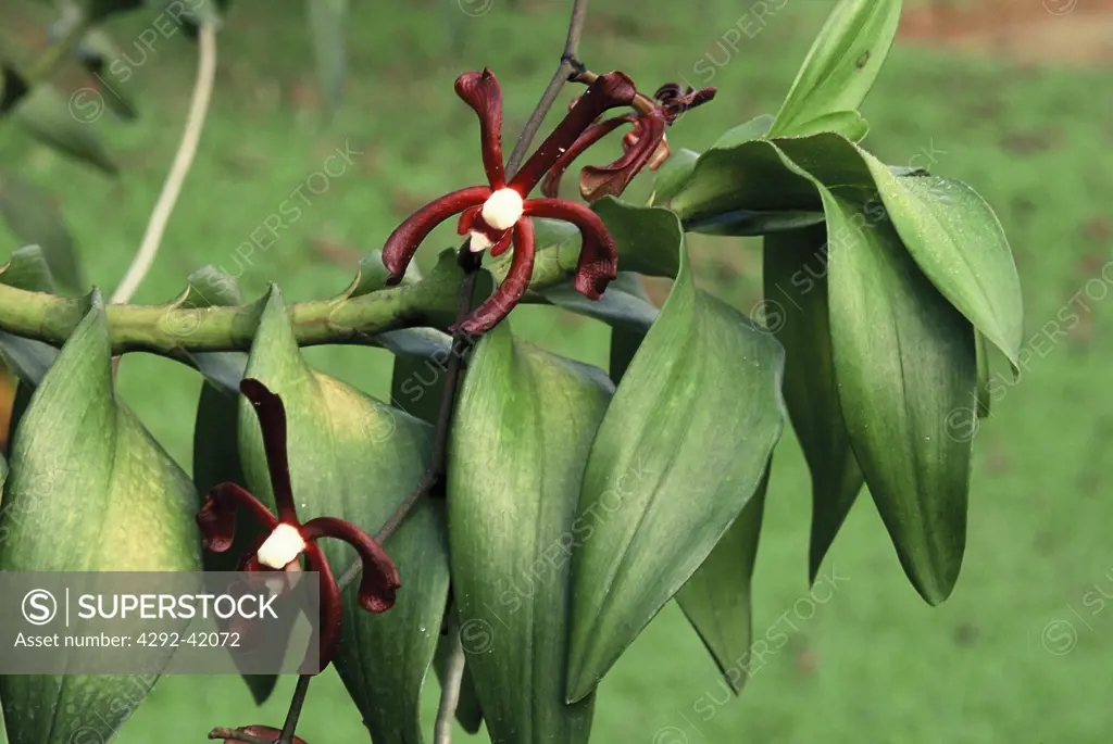 Black scorpion orchid (arachnis flos-aeris)