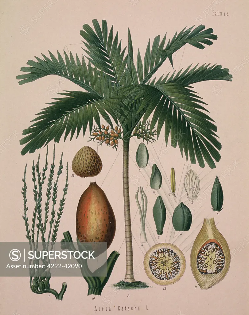 Botanical drawing of areca catechu, the betel nut palm