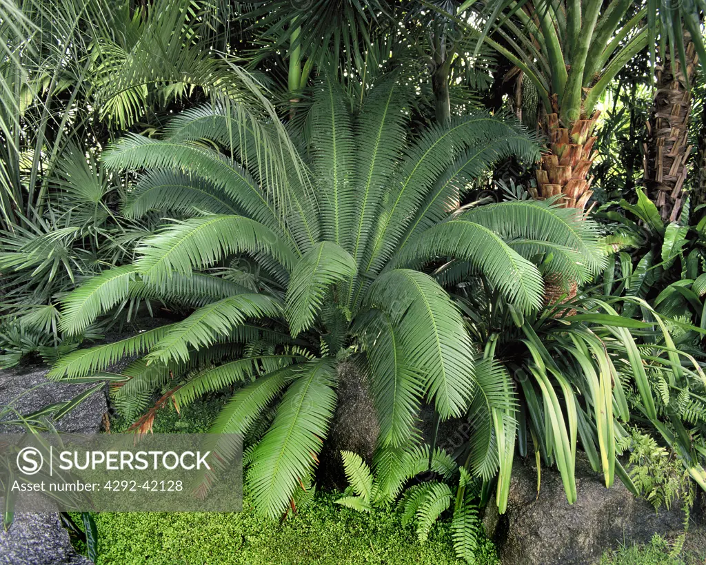 Cycas circinalis, a cycads, one of the oldest plants in the world