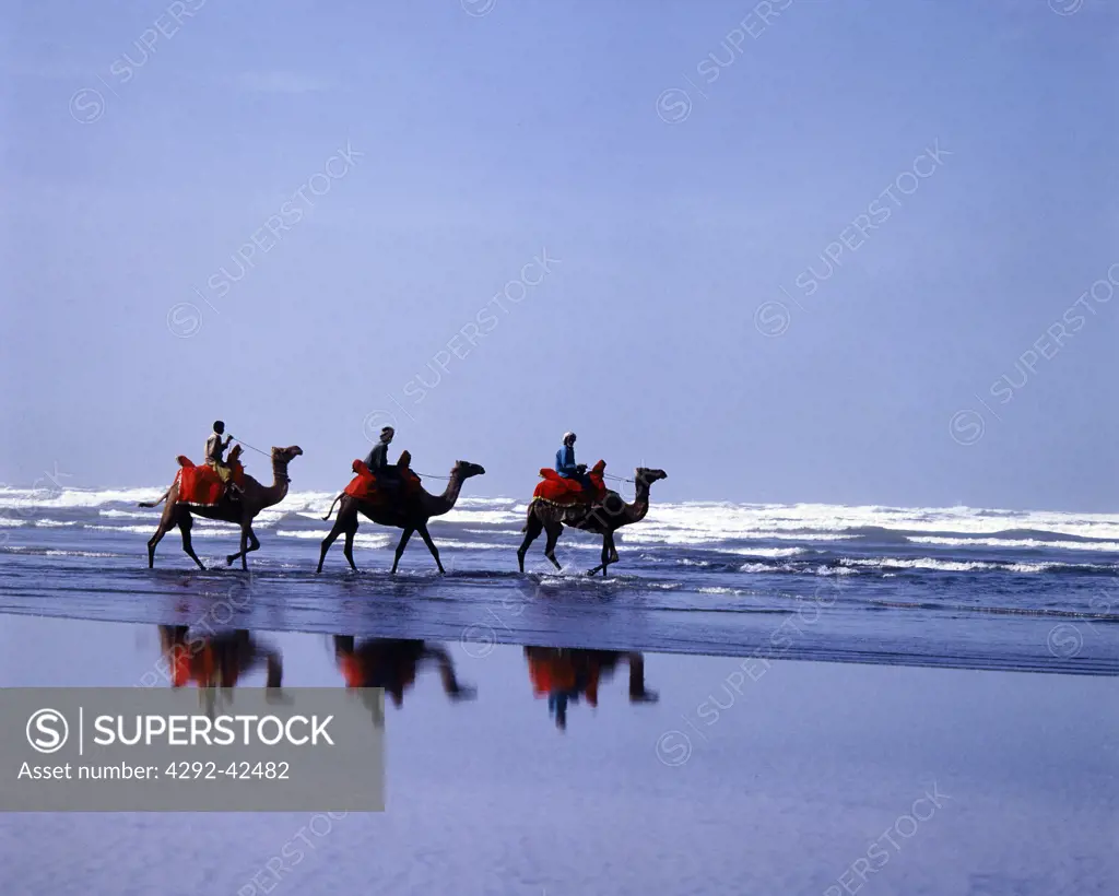 Camels, Pakistan