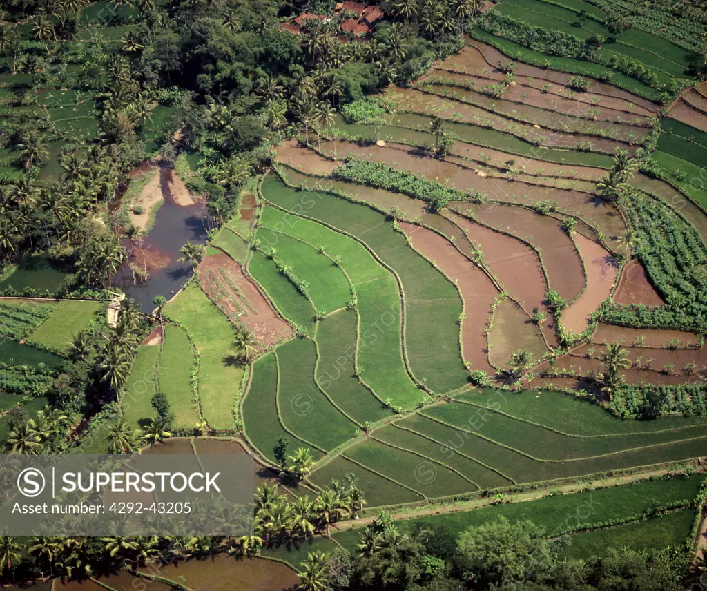 View of Ricefields of Borobudur, Java, Indonesia