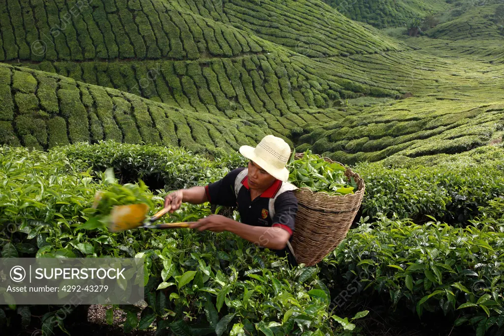 Tea Harvesting at Boh Tea Plantation in Cameron Highlands, Malaysia