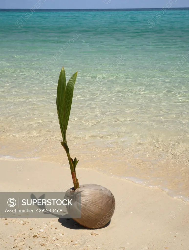 Coconut sprouting on the beach