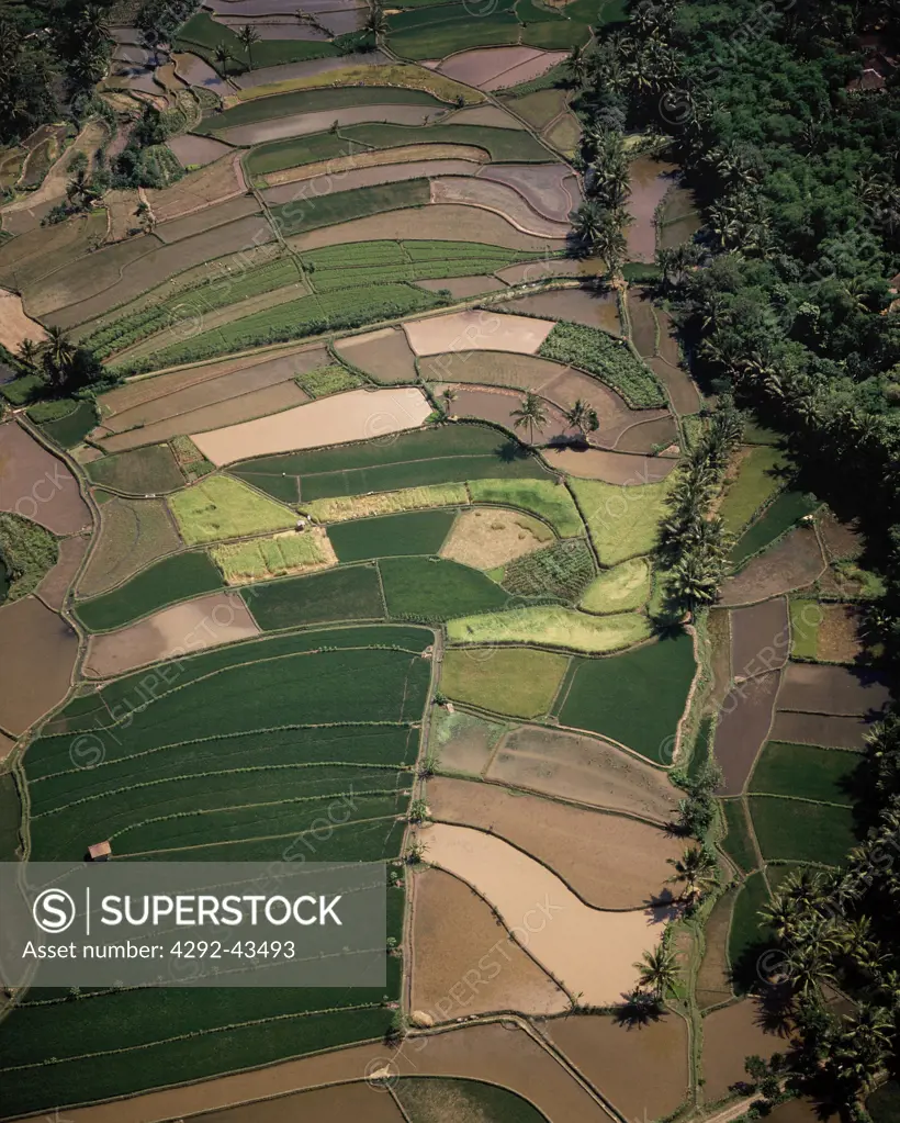 View of Ricefields of Borobudur, Java, Indonesia