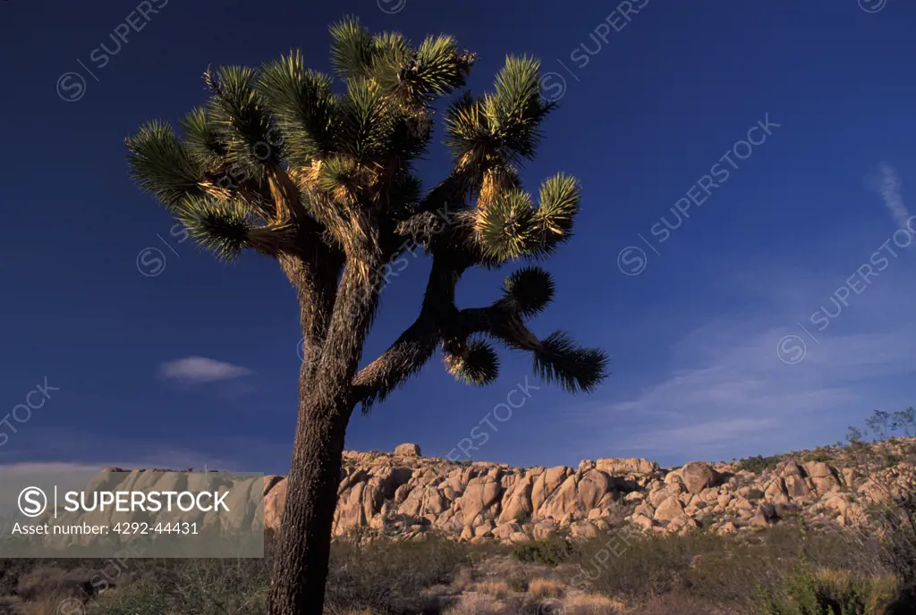 USA, California, Joshua Tree National Monument