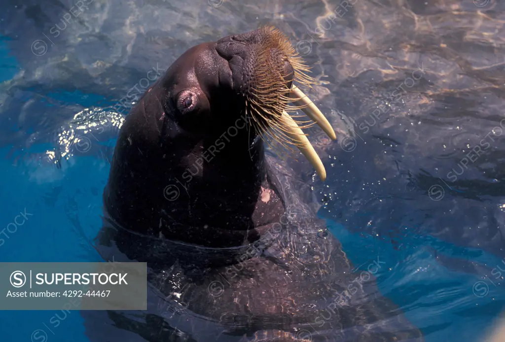 Usa, California, San Diego, Sea World, walrus(Odobenus rosmarus)