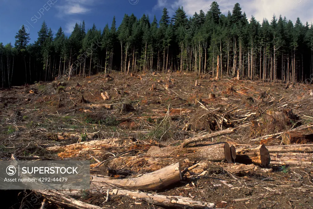 USA, Washington, woods used for timber industry