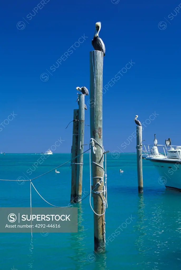 USA, Florida Keys, brown pelicans (pelecanus occidentalis)