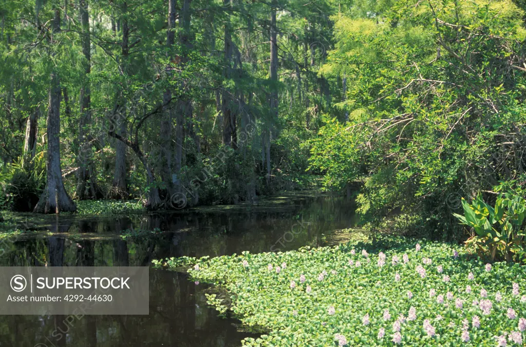 USA, Florida, Homestead, Everglades National Park, Big Cypress Swamp
