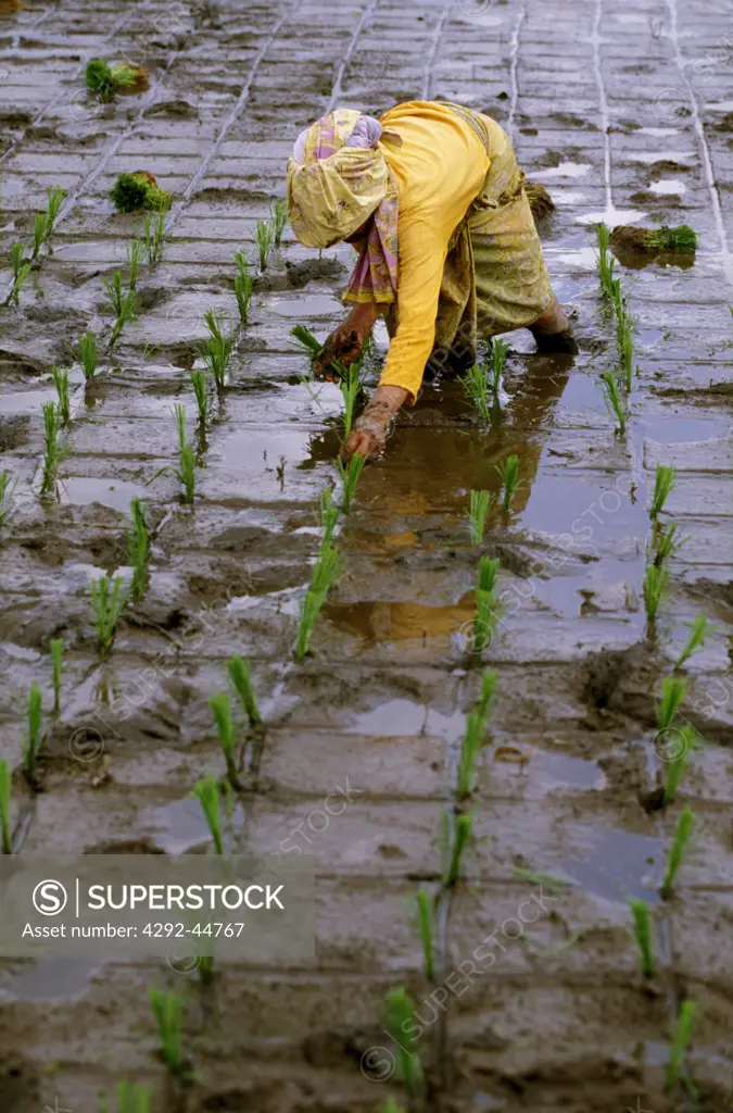 Peasant planting rice, Java, Indonesia
