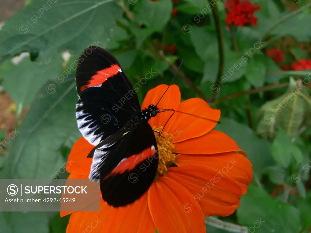 Passion Flower Butterfly (Heliconius erato)