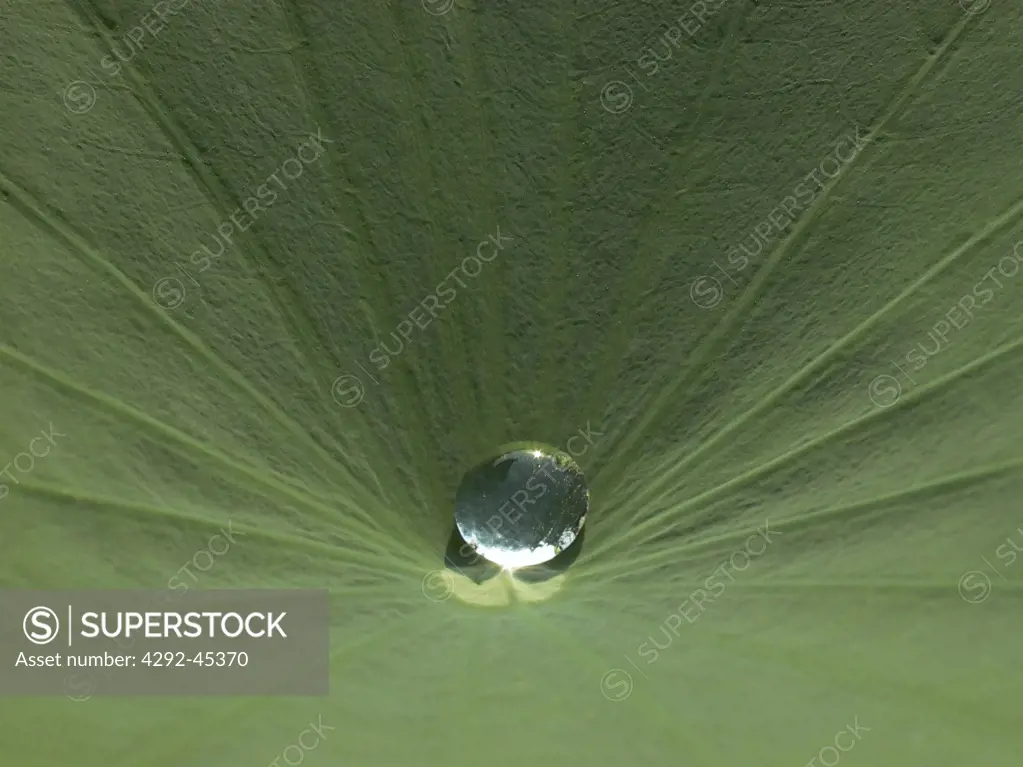 Rain droplet on lotus flower leaf
