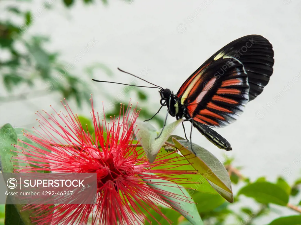 Butterfly (Herliconius melpomene)(South America)