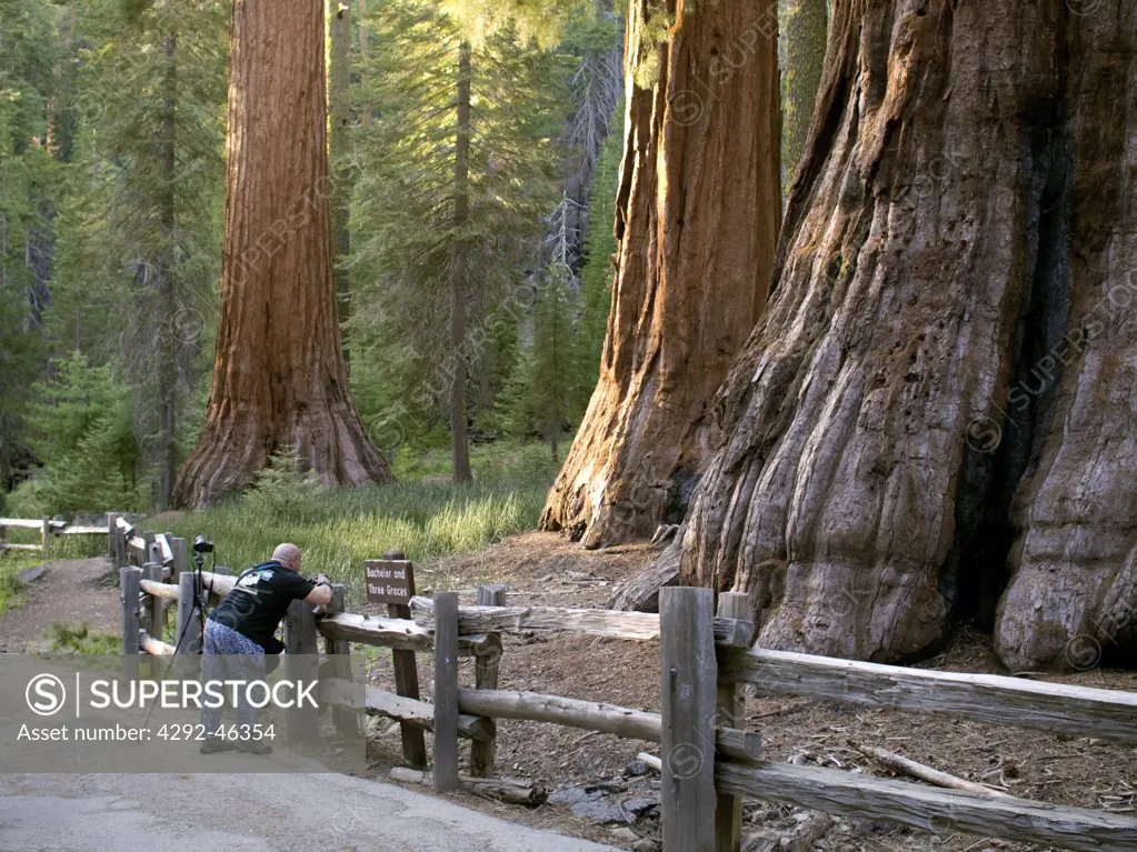 USA, California, Redwoods National Park