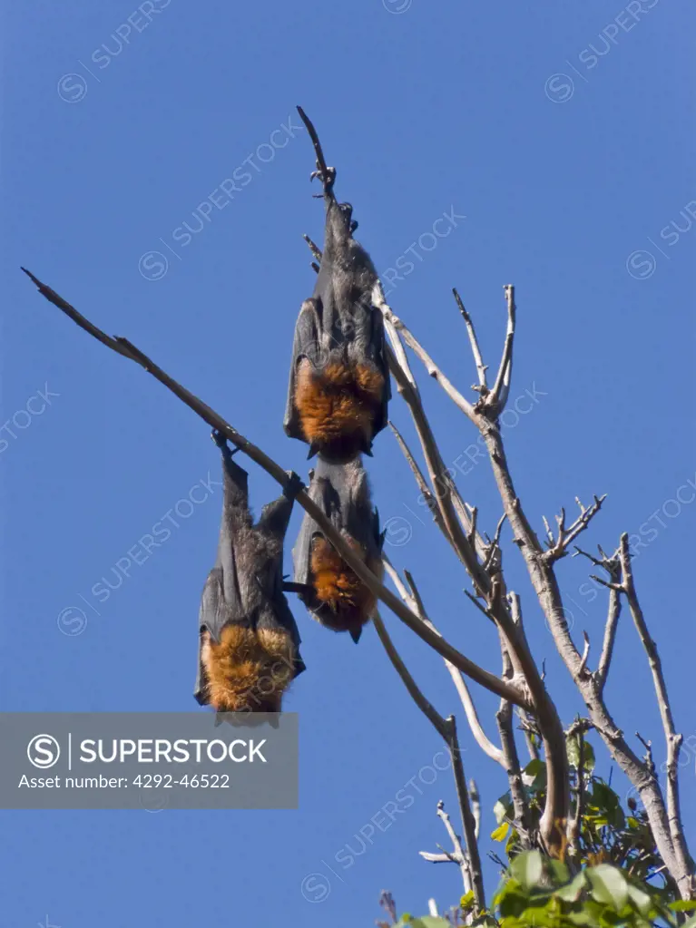 Flying Foxes (Pteropus poliocephalus)