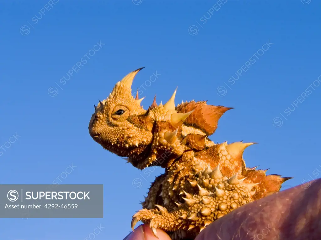 Australia, Thorny devil,(Moloch horridus)