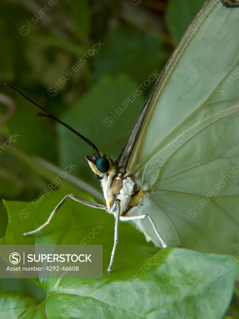White Morpho butterfly (Morpho polyphemus)