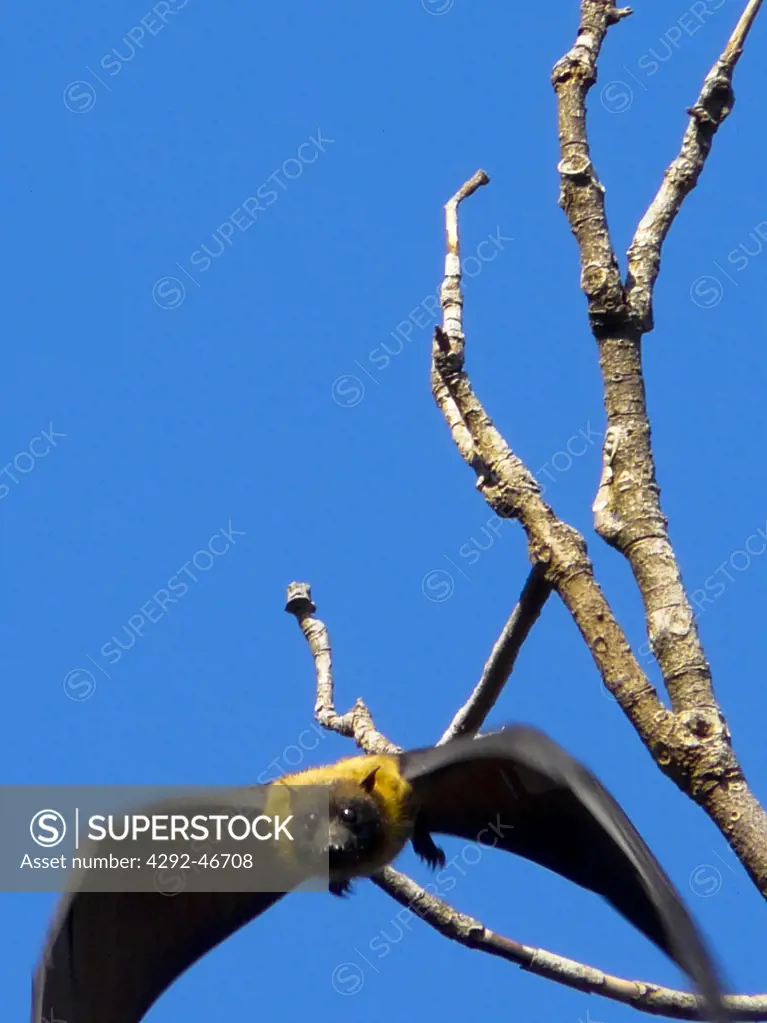 Australia, Grey-Headed Flying-Fox, Pteropus poliocephalus.