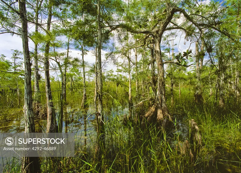 USA, Florida, Homestead, Everglades National Park, Dwarf Cypress Swamp