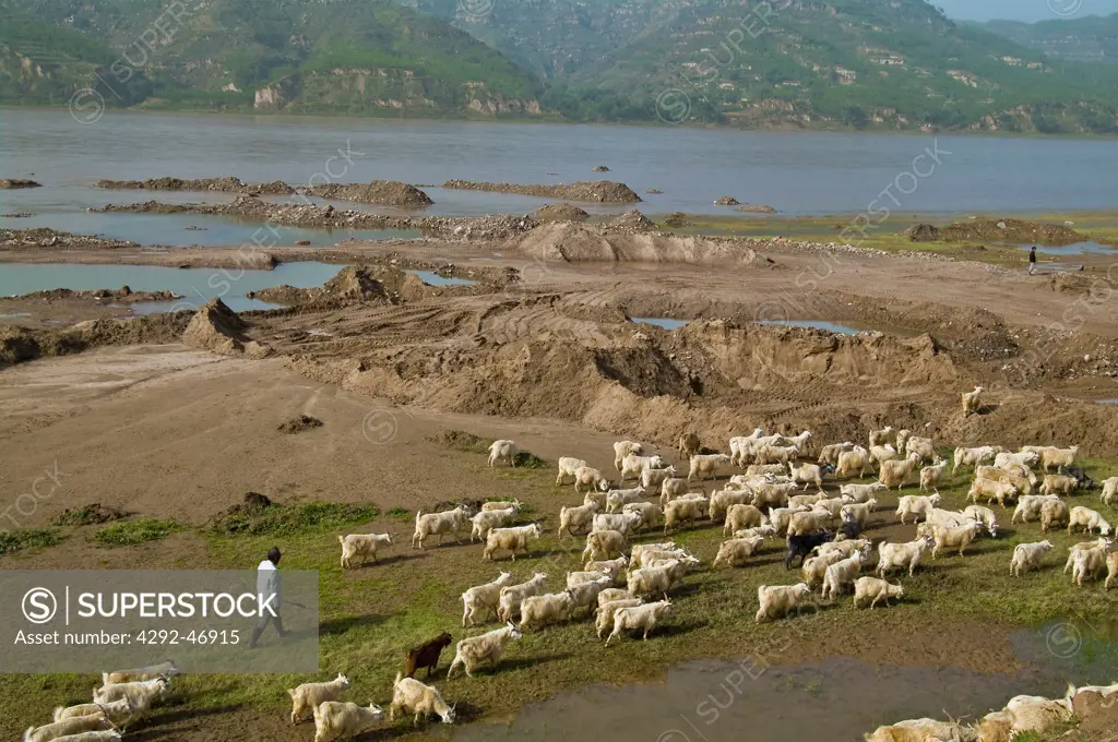 China, Qikou, Shanxi, River Huang He, herd of goats