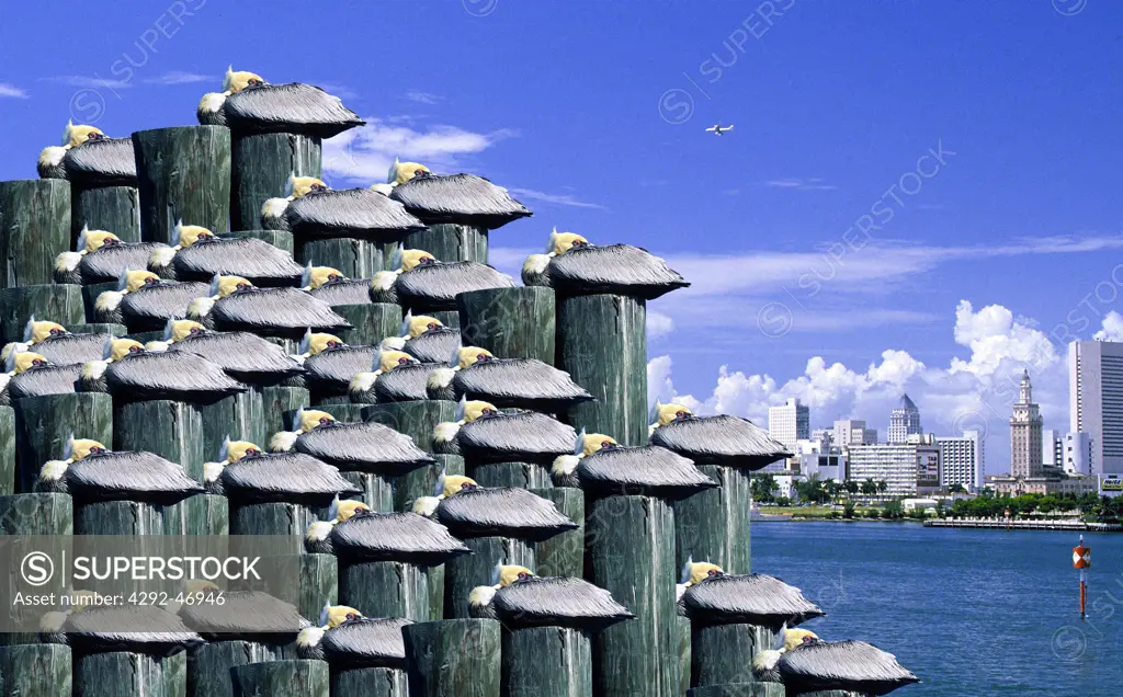 USA, Florida, Miami, Pelicans (pelecanus occidentalis)