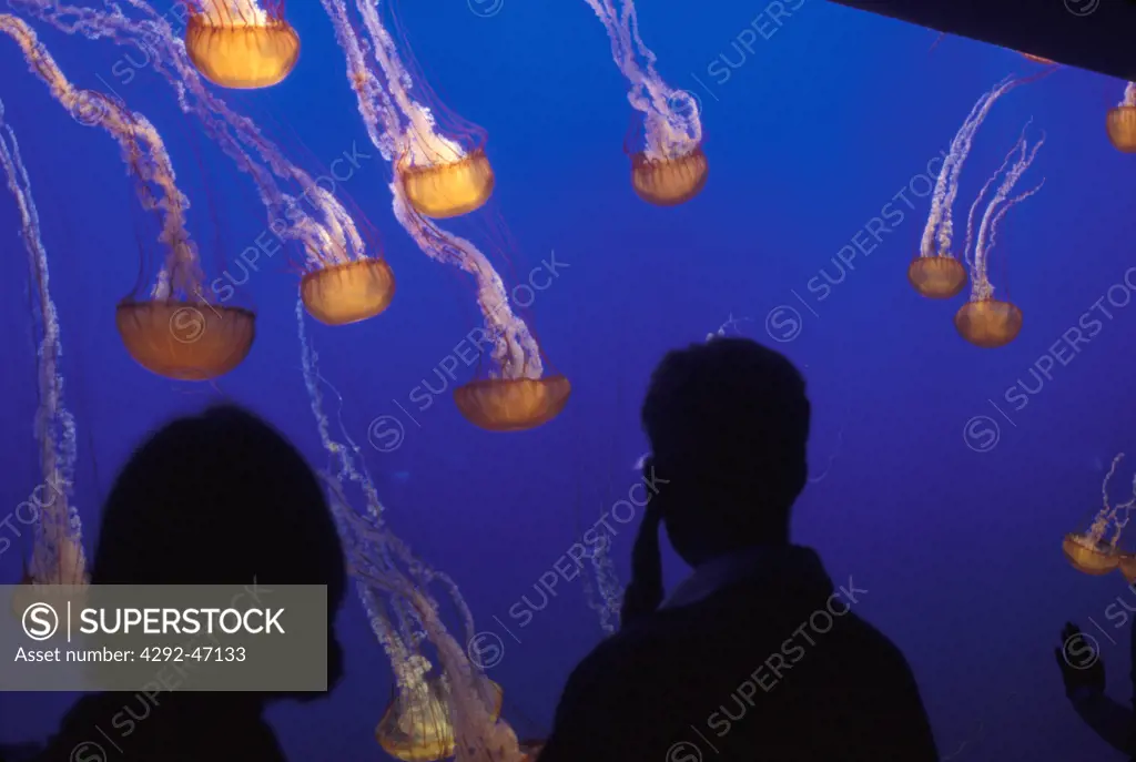 People looking moon jellies in acquarium Monterey bay aquarium California
