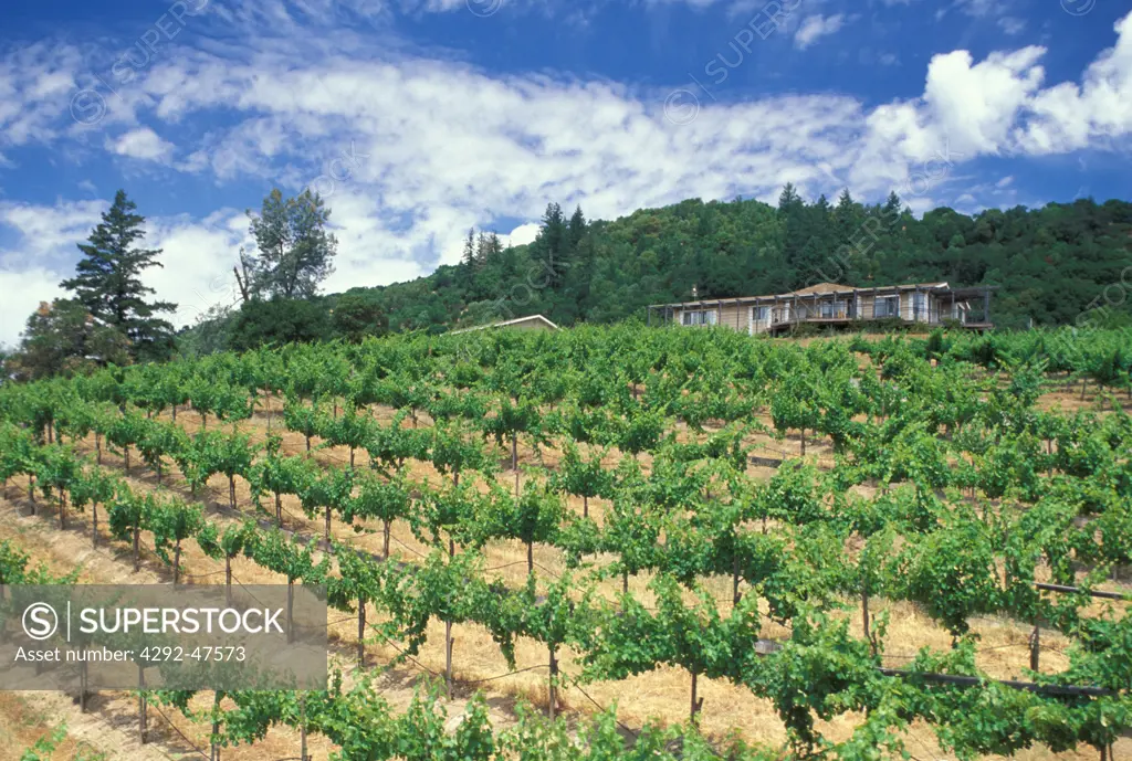 USA, California, Sonoma: vineyard