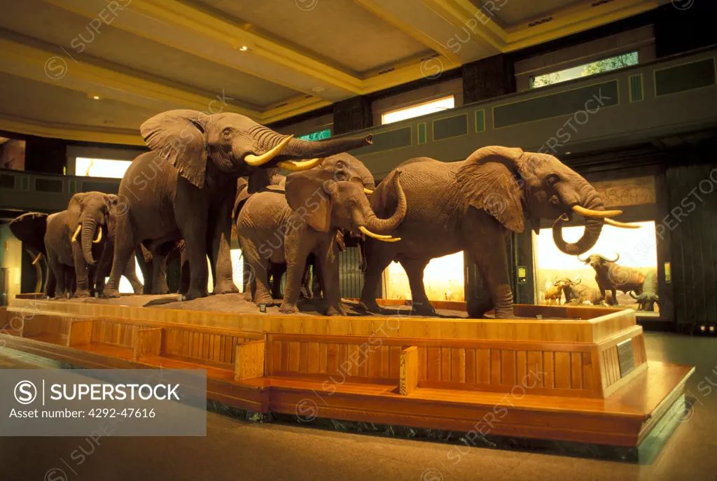 USA, New York City: elephants at Museum of Natural History